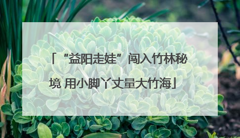 “益阳走娃”闯入竹林秘境 用小脚丫丈量大竹海