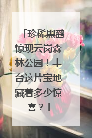 珍稀黑鹳惊现云岗森林公园！丰台这片宝地藏着多少惊喜？