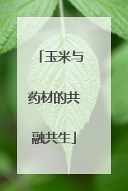 玉米与药材的共融共生