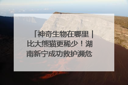 神奇生物在哪里｜比大熊猫更稀少！湖南新宁成功救护濒危鸟类海南鳽