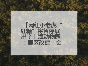 网红小老虎“红糖”将暂停展出？上海动物园：展区改建，会安排展出计划