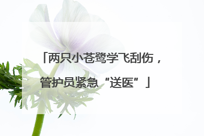 两只小苍鹭学飞刮伤，管护员紧急“送医”
