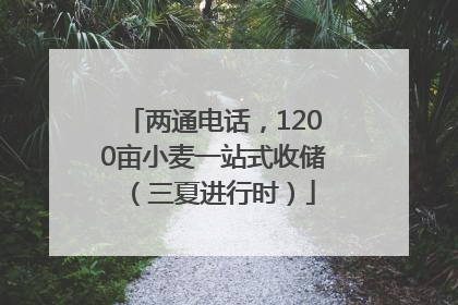 两通电话，1200亩小麦一站式收储（三夏进行时）
