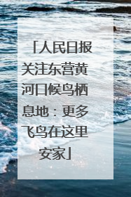 人民日报关注东营黄河口候鸟栖息地：更多飞鸟在这里安家