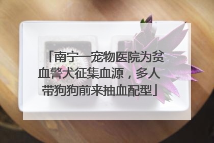 南宁一宠物医院为贫血警犬征集血源，多人带狗狗前来抽血配型