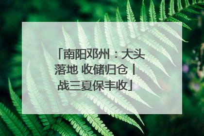 南阳邓州：大头落地 收储归仓丨战三夏保丰收