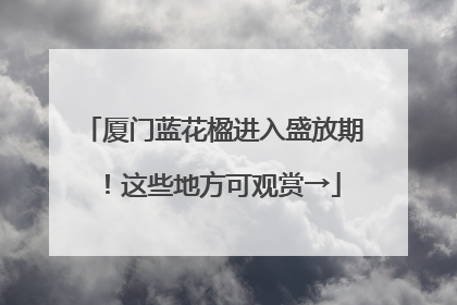 厦门蓝花楹进入盛放期！这些地方可观赏→