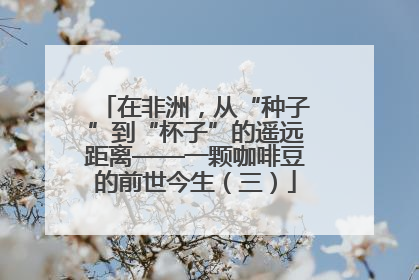 在非洲，从“种子”到“杯子”的遥远距离——一颗咖啡豆的前世今生（三）