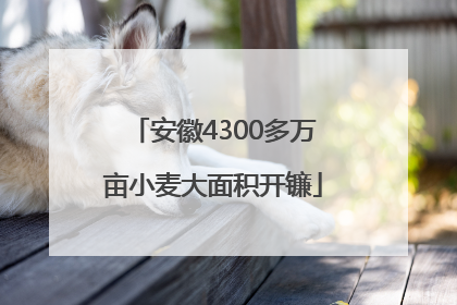 安徽4300多万亩小麦大面积开镰
