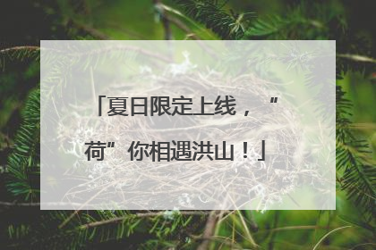 夏日限定上线，“荷”你相遇洪山！