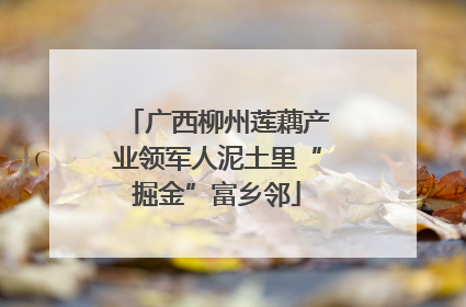 广西柳州莲藕产业领军人泥土里“掘金”富乡邻