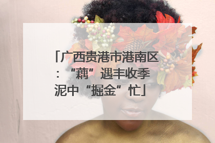 广西贵港市港南区：“藕”遇丰收季 泥中“掘金”忙