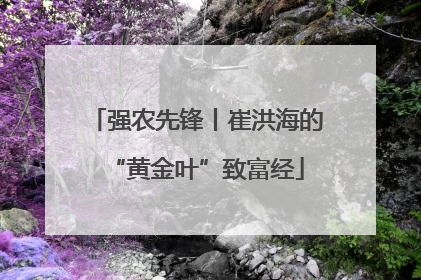 强农先锋丨崔洪海的“黄金叶”致富经