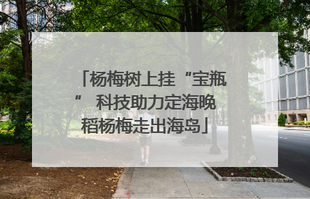 杨梅树上挂“宝瓶” 科技助力定海晚稻杨梅走出海岛