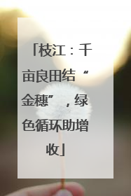 枝江：千亩良田结“金穗”，绿色循环助增收