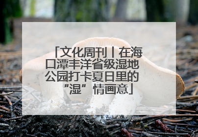 文化周刊丨在海口潭丰洋省级湿地公园打卡夏日里的“湿”情画意