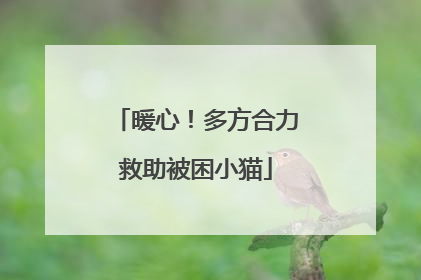 暖心！多方合力救助被困小猫