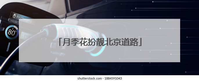 月季花扮靓北京道路