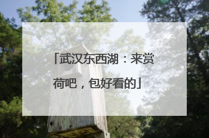 武汉东西湖：来赏荷吧，包好看的