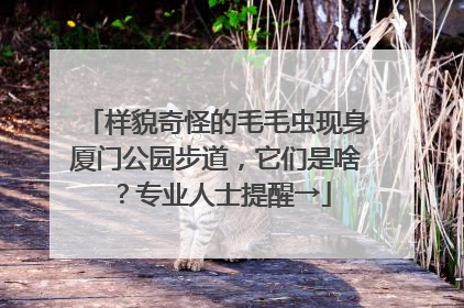 样貌奇怪的毛毛虫现身厦门公园步道，它们是啥？专业人士提醒→