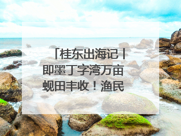 桂东出海记丨即墨丁字湾万亩蚬田丰收！渔民泥里挖蚬，一天上岸过千斤