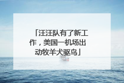 汪汪队有了新工作，美国一机场出动牧羊犬驱鸟