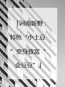 河南新野：特色“小土豆”变身致富“金豆豆”