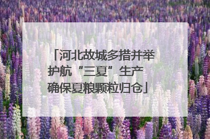河北故城多措并举护航“三夏”生产 确保夏粮颗粒归仓