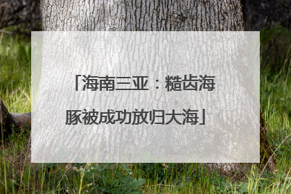 海南三亚：糙齿海豚被成功放归大海