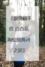 浪漫藏不住 百合花海绽放黄河之滨