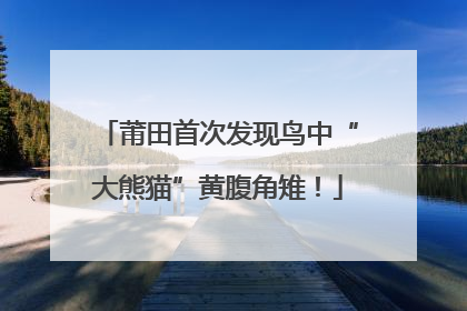 莆田首次发现鸟中“大熊猫”黄腹角雉！