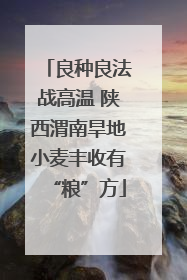 良种良法战高温 陕西渭南旱地小麦丰收有“粮”方