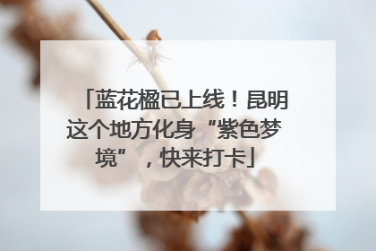 蓝花楹已上线！昆明这个地方化身“紫色梦境”，快来打卡