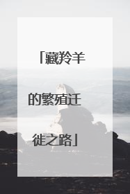 藏羚羊的繁殖迁徙之路
