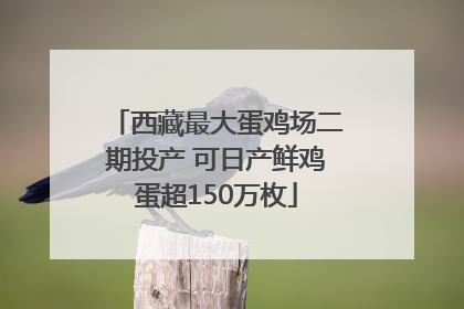 西藏最大蛋鸡场二期投产 可日产鲜鸡蛋超150万枚