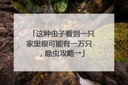 这种虫子看到一只家里很可能有一万只，除虫攻略→