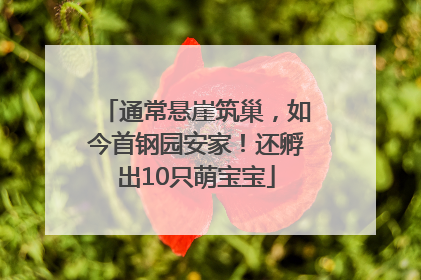 通常悬崖筑巢，如今首钢园安家！还孵出10只萌宝宝