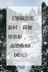 邹城皇甫新村：荷塘里养虾，一亩增收6000元