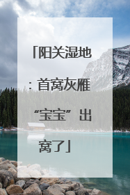阳关湿地：首窝灰雁“宝宝”出窝了