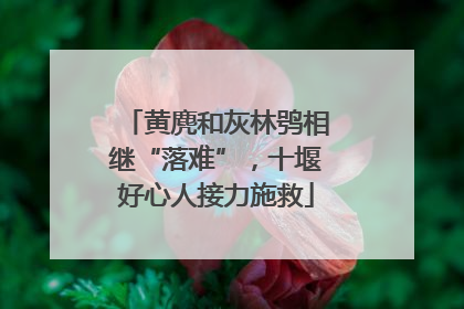 黄麂和灰林鸮相继“落难”，十堰好心人接力施救